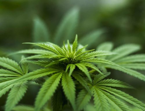 Medical Cannabis Strains Guide: Indica vs. Sativa vs. Hybrid