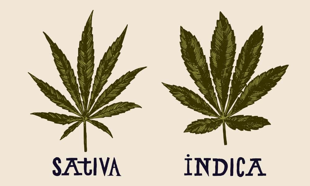 difference between indica and sativa